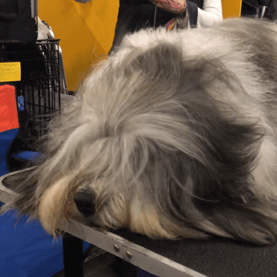 Getting Ready Over It GIF by Westminster Kennel Club - Find & Share on GIPHY