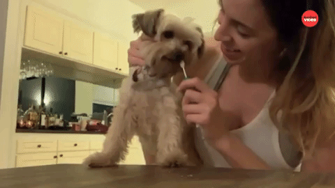 Dog Chihuahua GIF by The Dodo - Find & Share on GIPHY