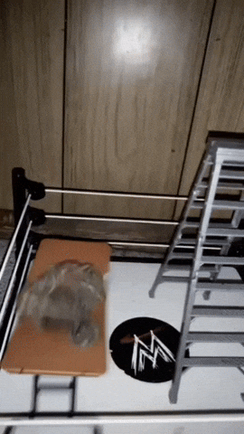 Fight Wwe GIF