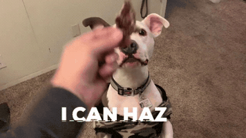 Dog GIF