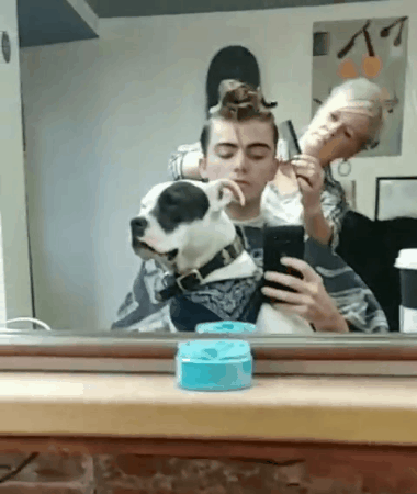 dog barber GIF