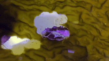 White Abalone GIFs on GIPHY - Be Animated