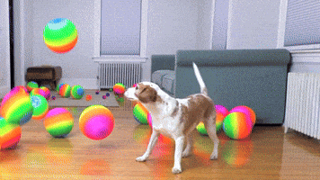 Dog Ball GIF