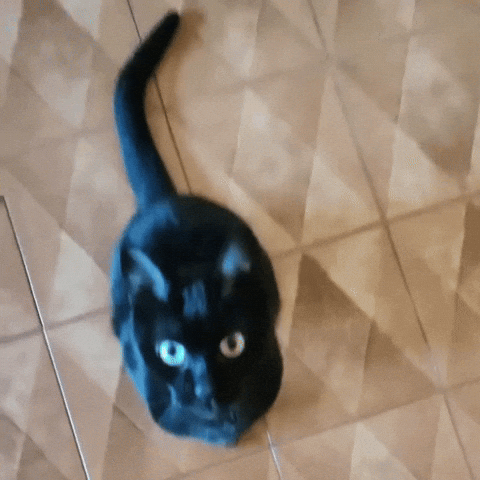 Weewee GIF