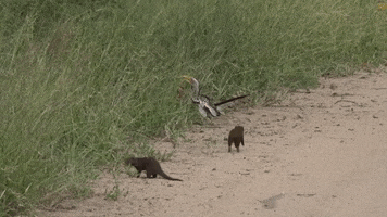 Mongoose GIF