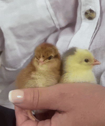 Chicken Tier GIF