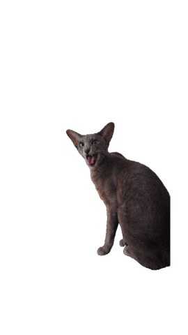 Animated Sticker