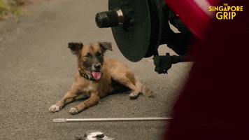 Ill Just Wait Here Stray Dog GIF by Mammoth Screen