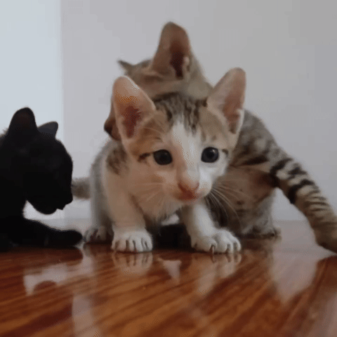 Cat GIF