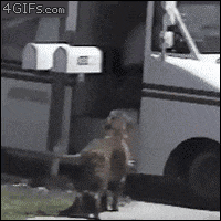 Dog Delivers GIF