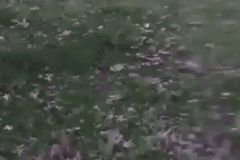 giphy.gif?cid=2154d3d7bfd76084d66ed3c57b