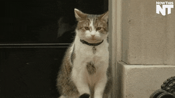 david cameron cat GIF by NowThis 