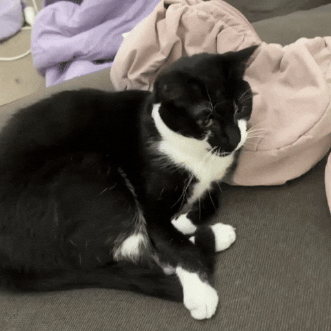 Cat Yawn GIF