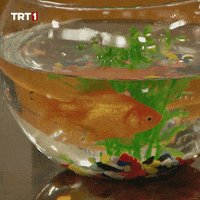 Fried Fish Swimming GIF by TRT