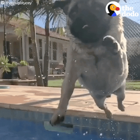 water swimming GIF by The Dodo