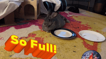 Bunny Rabbits GIF by Tailgating Challenge