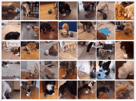 Dogsthegame GIF by femalefoundersfund