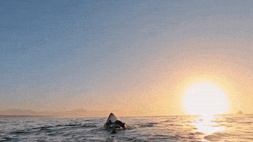 Sharks Jaws GIF by Shark Week