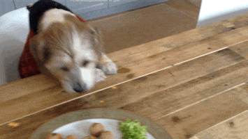 puppy doing GIF