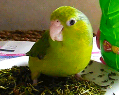 papuga GIF
