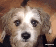 Puppy Love Dog GIF by The BarkPost