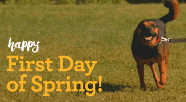 Dog Running GIF by Nebraska Humane Society