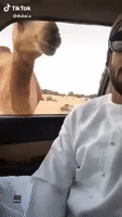 Camels Get the Hump When Man Refuses to Share Bread