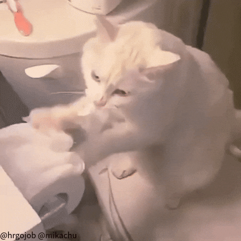 Toilet Paper Naughty Cat GIF