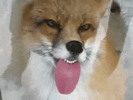 Fox Licking GIF