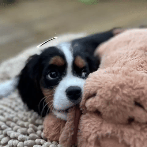 Dog GIF