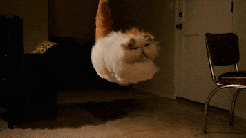 Cat Floating GIF