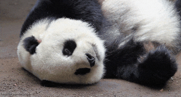 Licking Panda Bear GIF