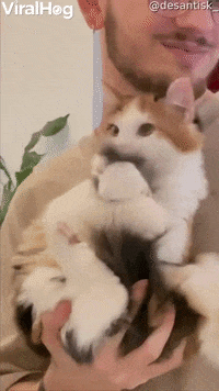 Hungry Cat GIF by LorenzoTheGawd - Find & Share on GIPHY
