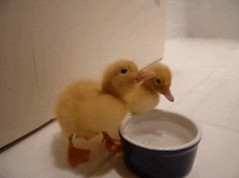 kaczka GIF