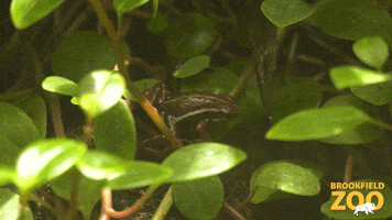 Jump Frog GIF by Brookfield Zoo