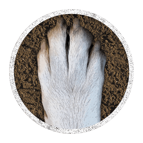 Atwoodsdogs Sticker by Atwoods Ranch & Home Goods
