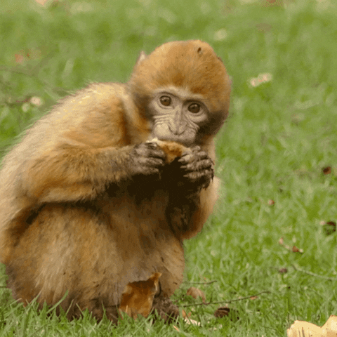 Comida Macaco GIF