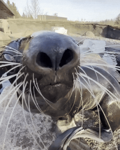 Sea Lion Seal GIF by Valley Zoo Development Society