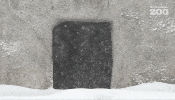 Brown Bear Snow GIF by Korkeasaari Zoo