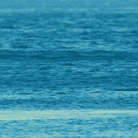 Spin Dolphin GIF