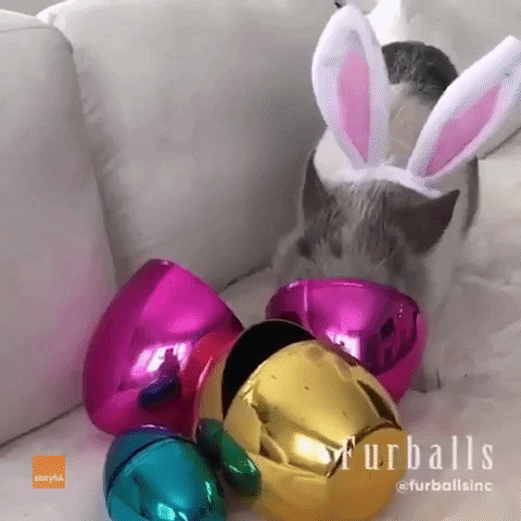 Easter National Pet Day GIF by Storyful
