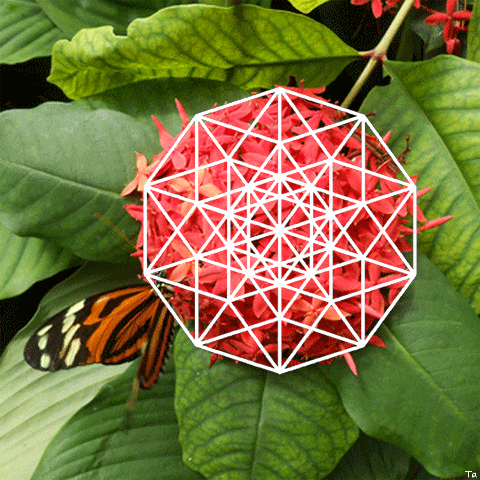 Flower Butterfly GIF by Trevor Anderson