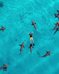 Swimmer Floats Peacefully Above School of Sharks in Maldives