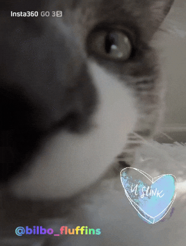 Bilbofluffins GIF