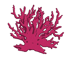 Coral Sticker