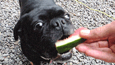 dog eating GIF