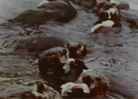 Hungry Nom Nom GIF by US National Archives