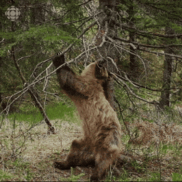 Celebrate Bbc GIF by CBC