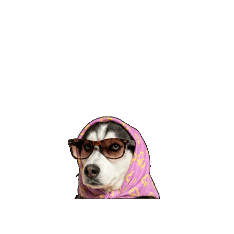Dog Hund Sticker by saastopankki