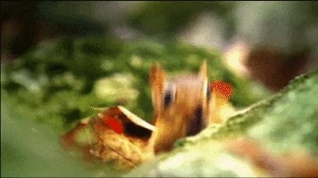discovery channel eating GIF